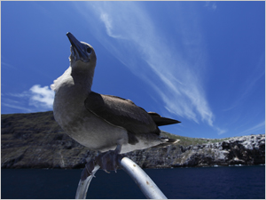 空の生き物たち