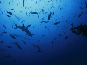 海の生き物たち